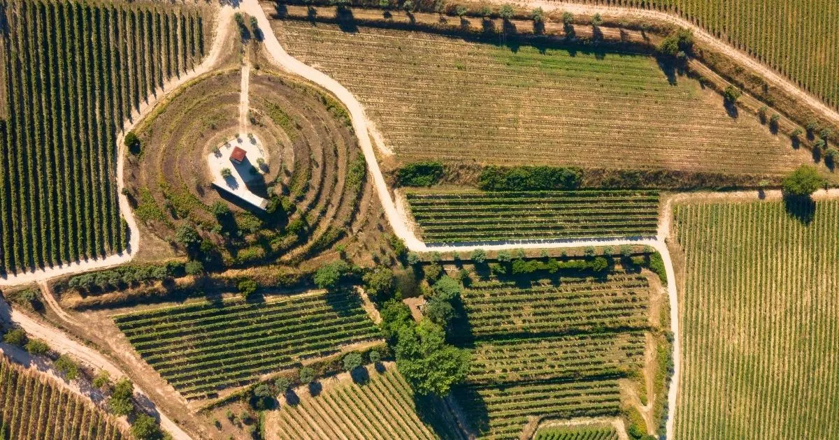 Produção Integrada de Vinhos do Dão
