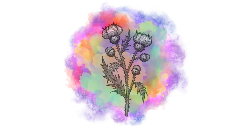 Ilustração de um cardo com folhas dentadas e flores detalhadas sobre fundo colorido em aquarela.