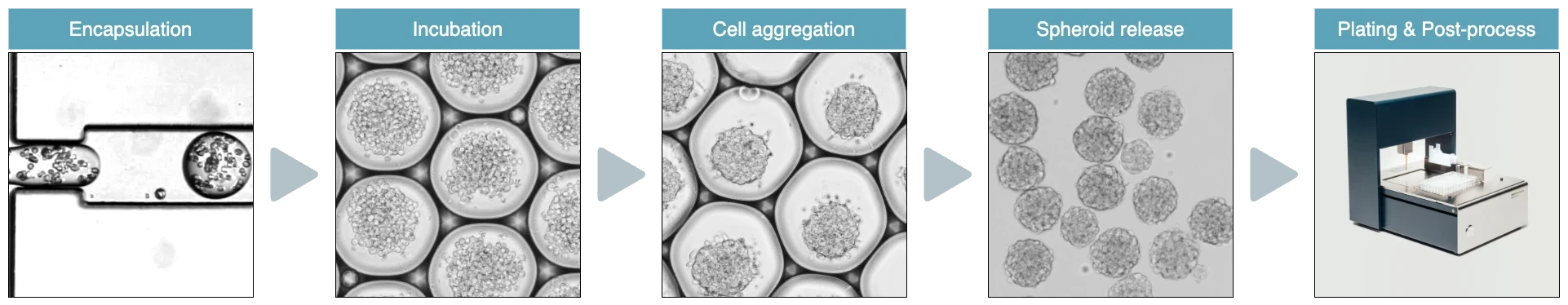 Schema : High-throughput homogeneous spheroid manufacturing within droplets and dispensing​
