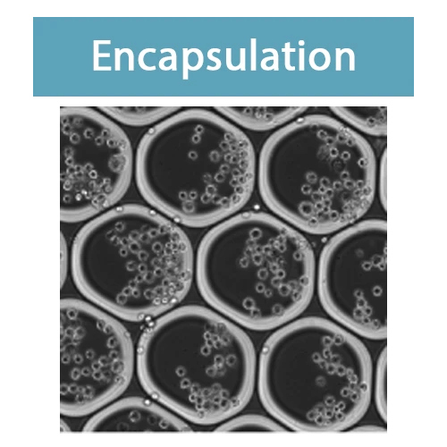 Encapsulation