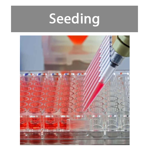 Seeding