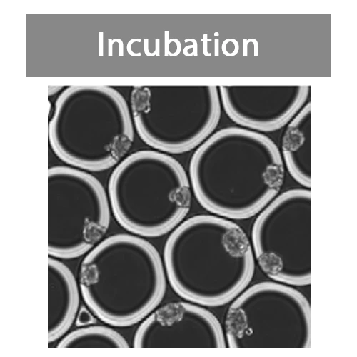 Incubation