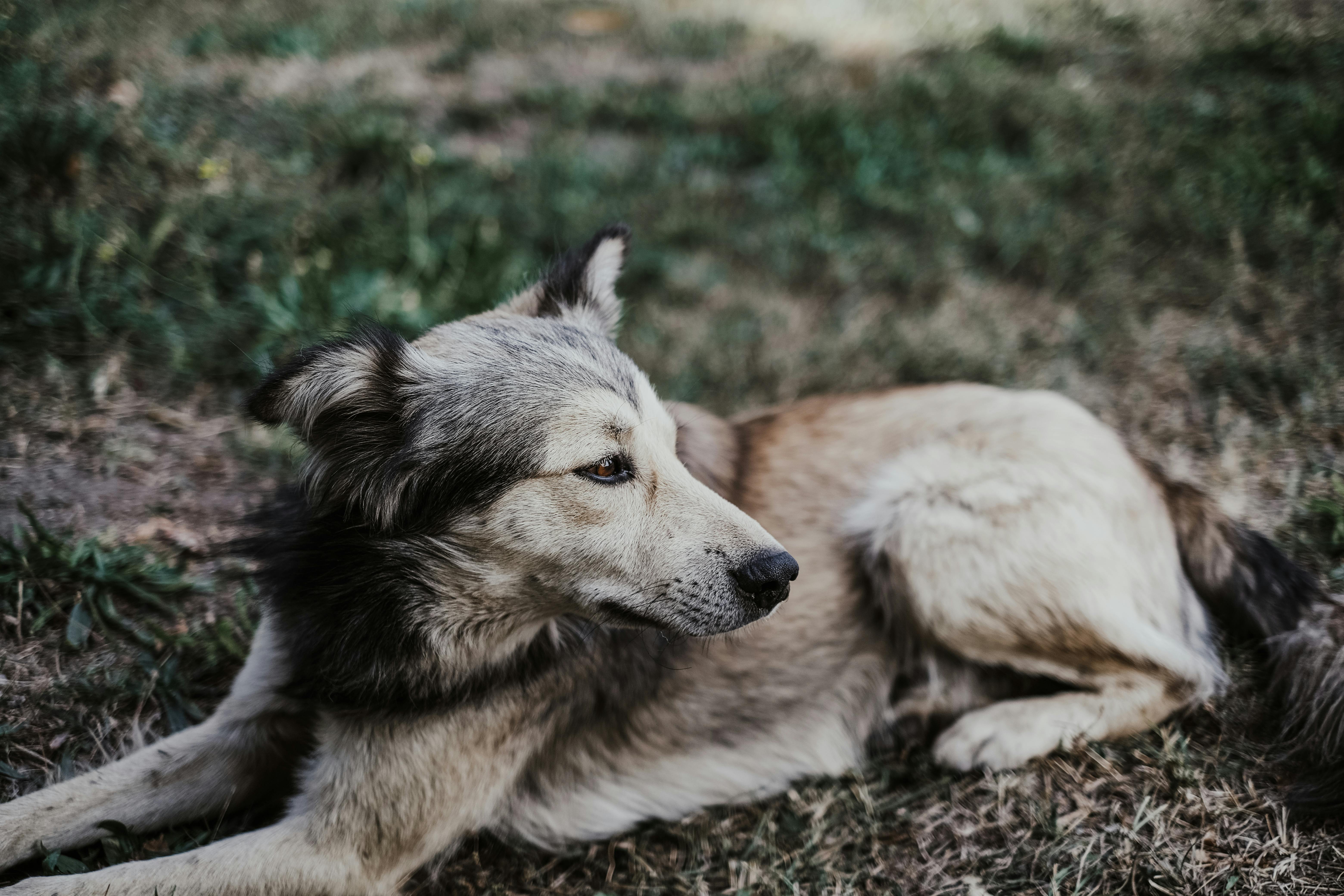 A dog relaxing on the grass under the sun, symbolizing the importance of pet care planning after a loved one’s passing.