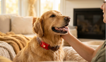 Pet-Safe Ingredients