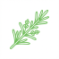Thyme Oil