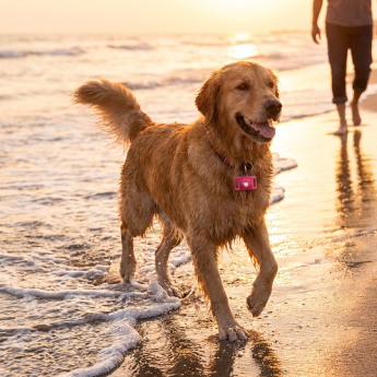 Beach Days