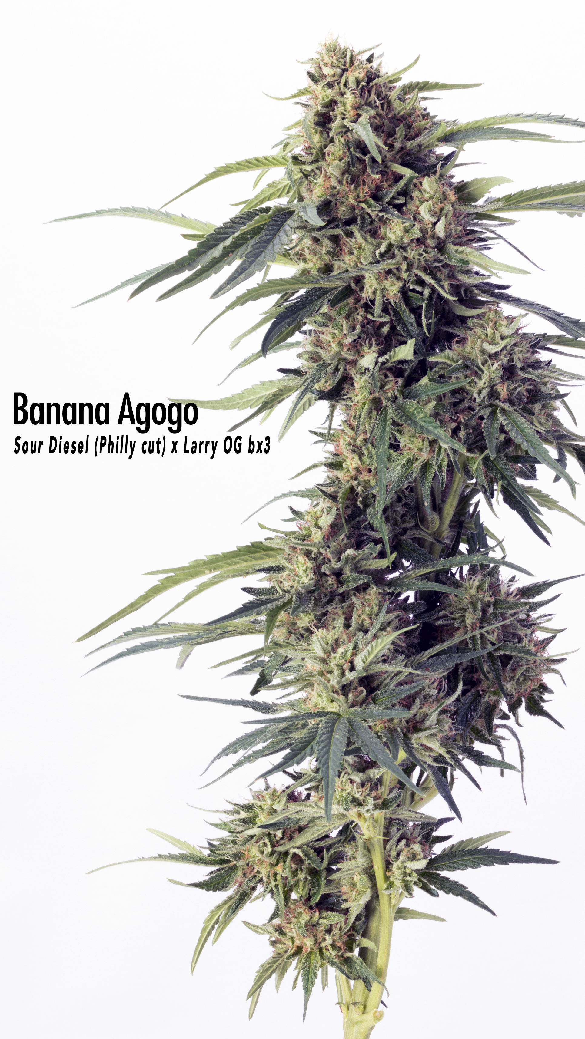 Banana Agogo