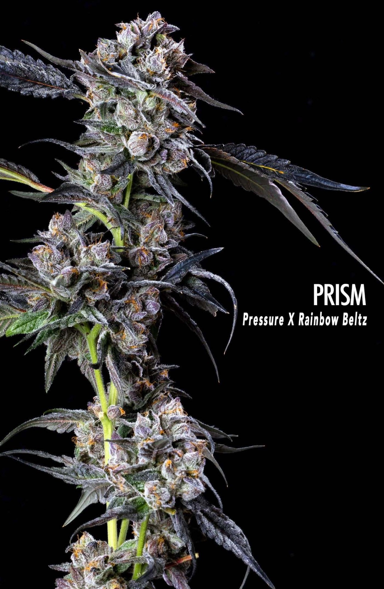 Prism