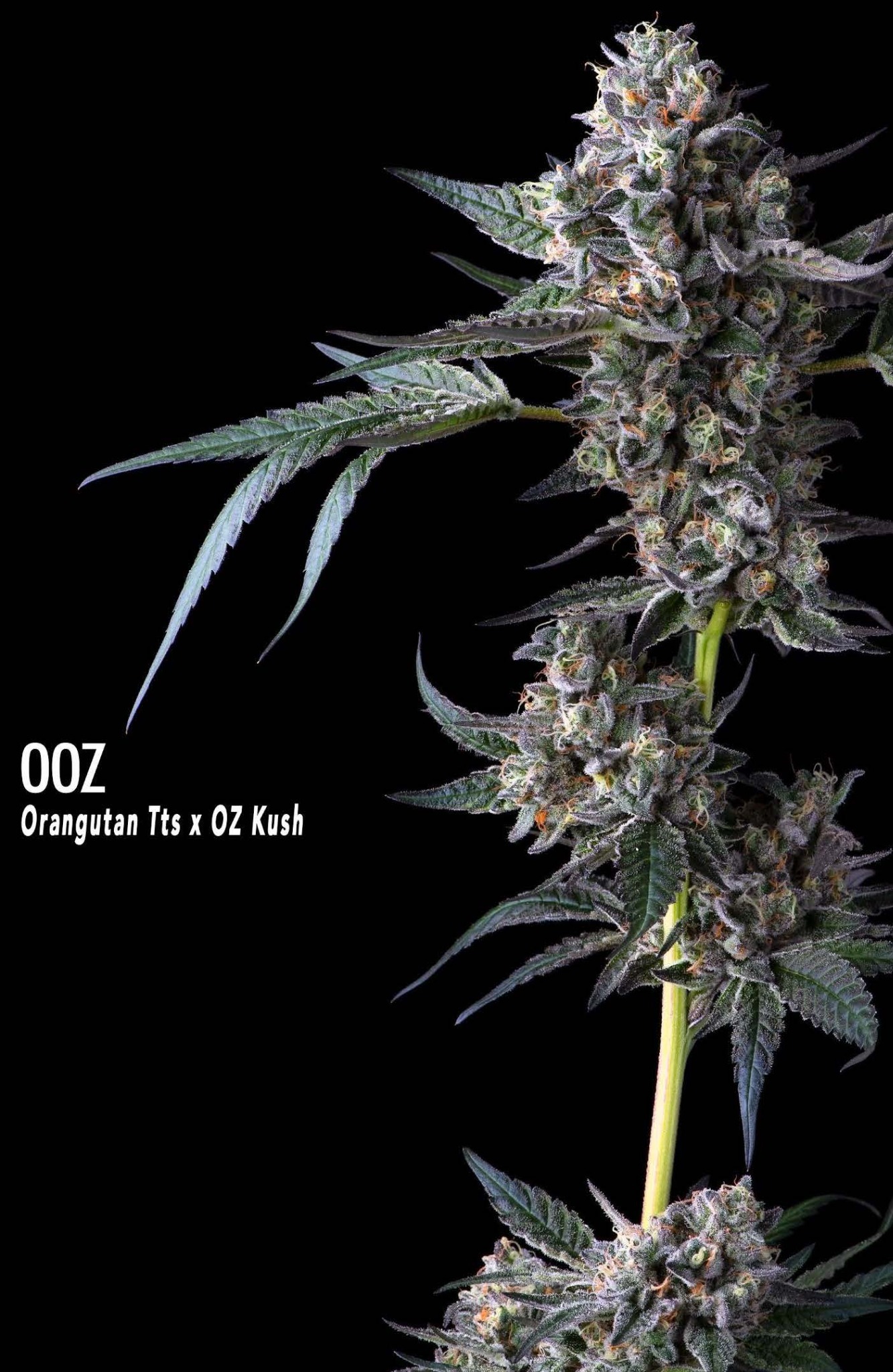 Ooz