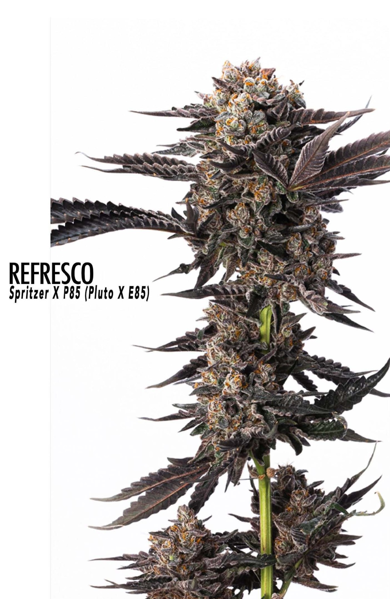 Refresco