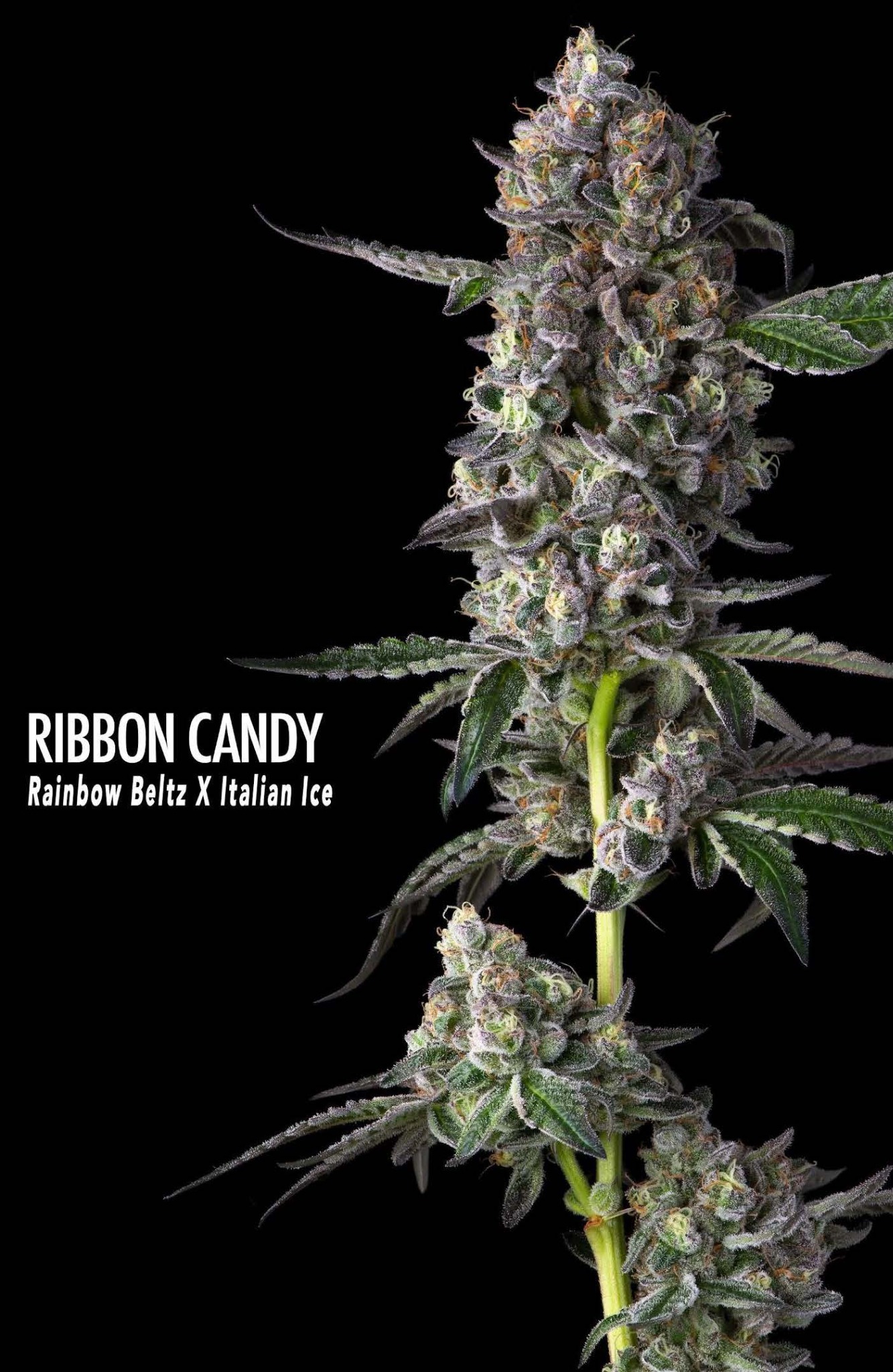 Ribbon Candy