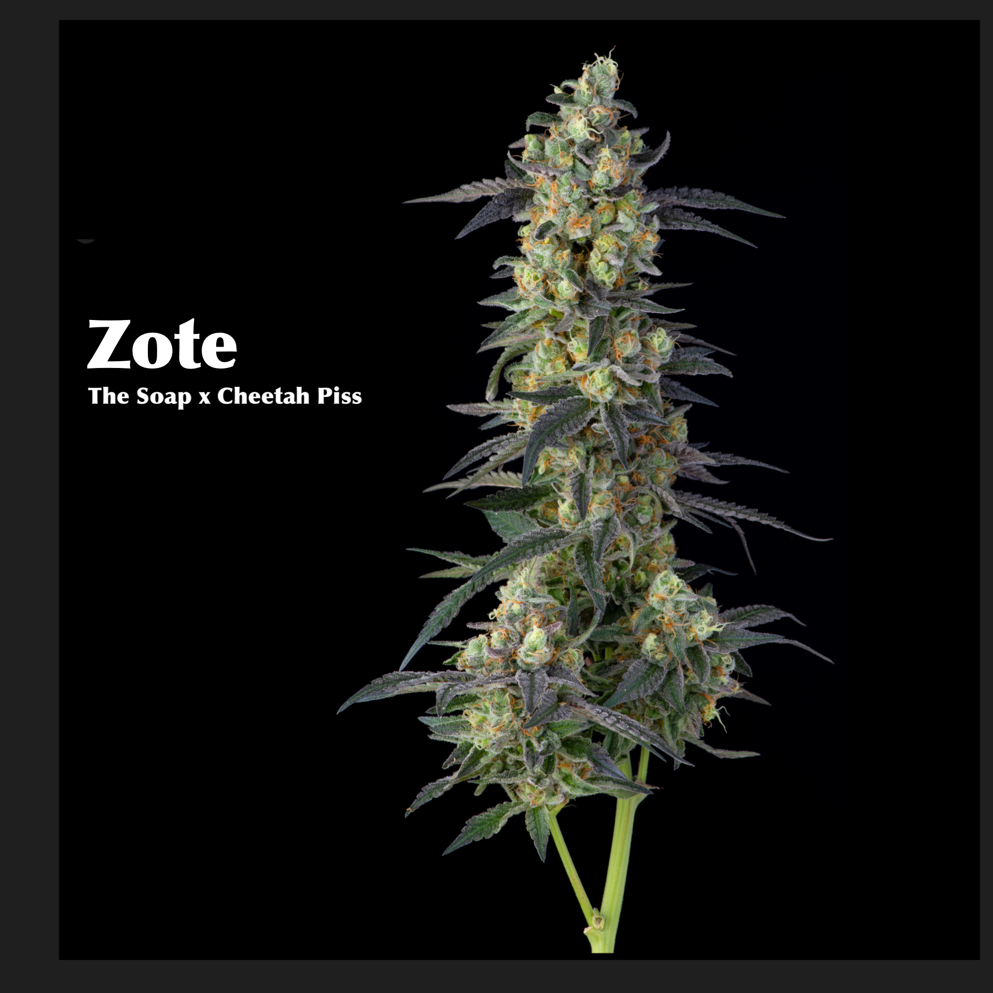 Zote