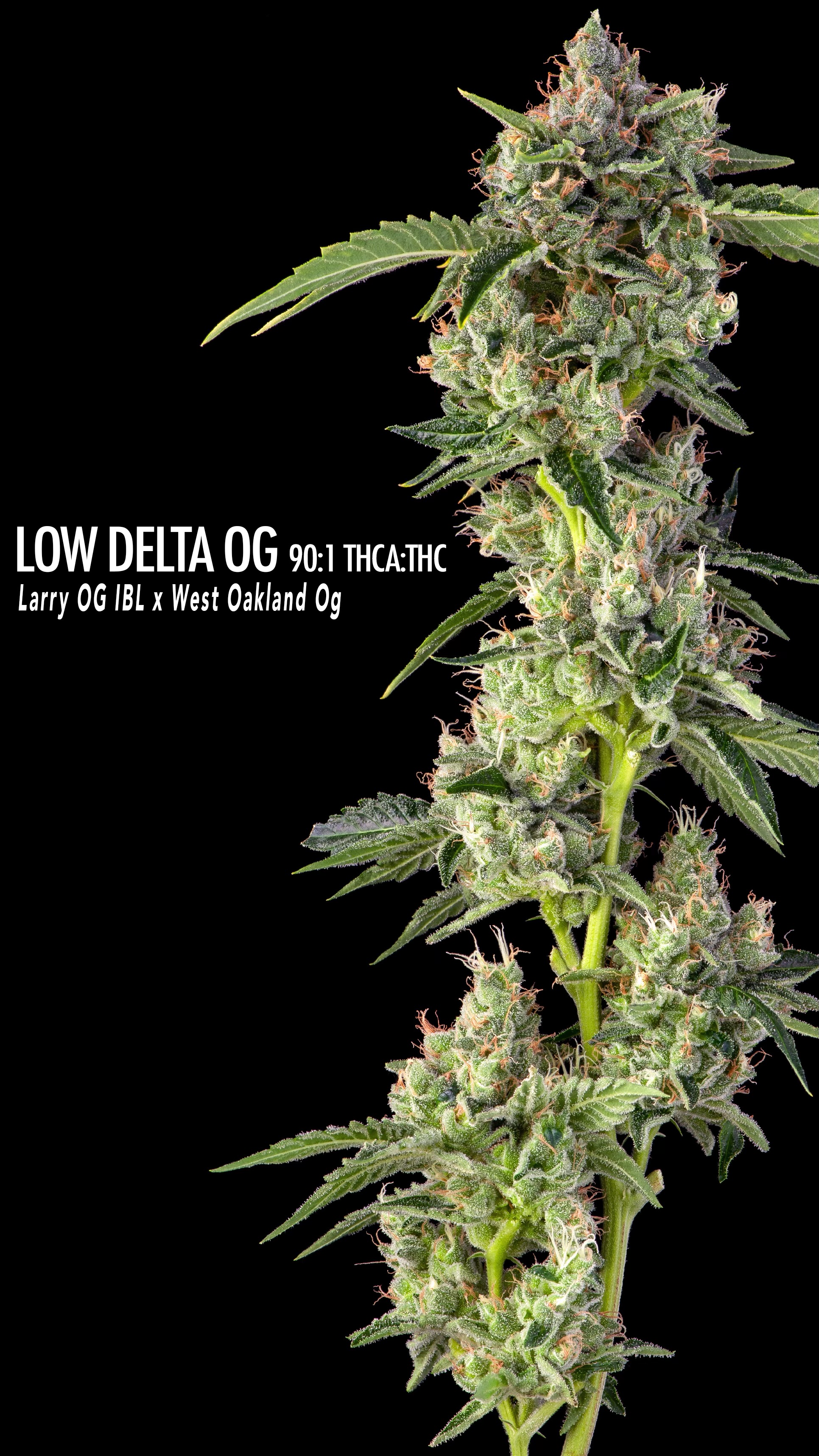 Low Delta Larry (90:1 THCA to Delta 9)
