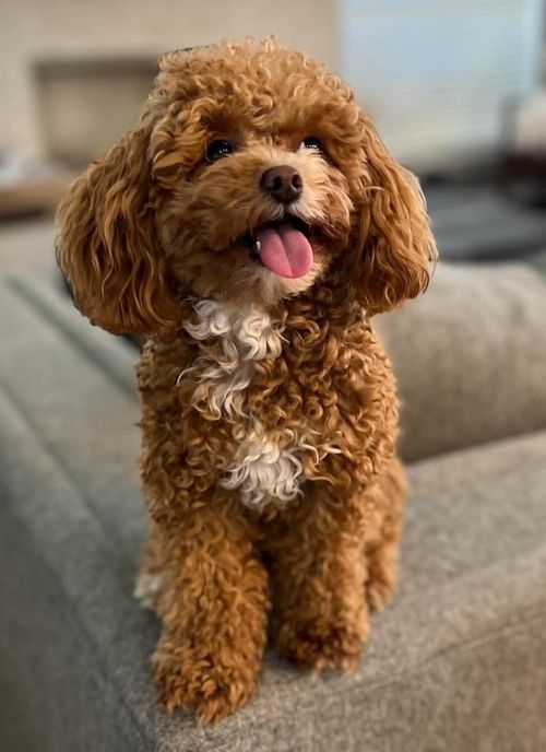 Knox goldendoodle stud services dallas texas