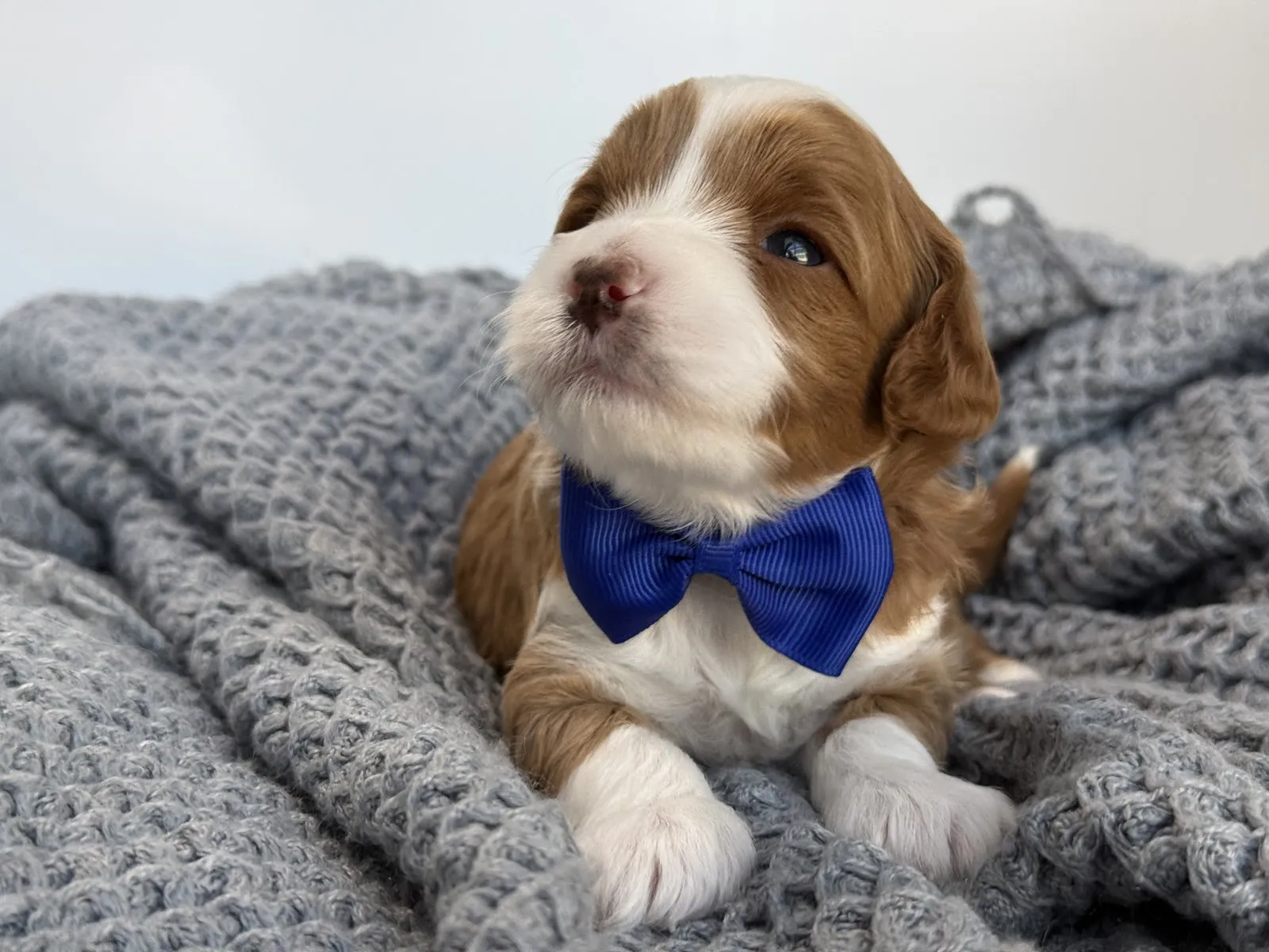 L-Blue Boy, a multigen micro Goldendoodle puppy available from Texas Goldendoodle Lovers in Dallas, Texas
