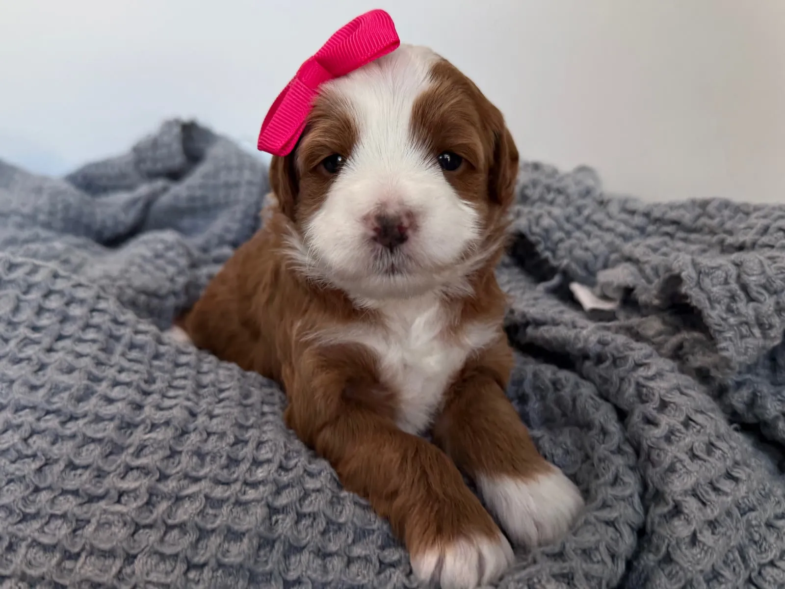 L-Pink Girl, a multigen micro Goldendoodle puppy available from Texas Goldendoodle Lovers in Dallas, Texas
