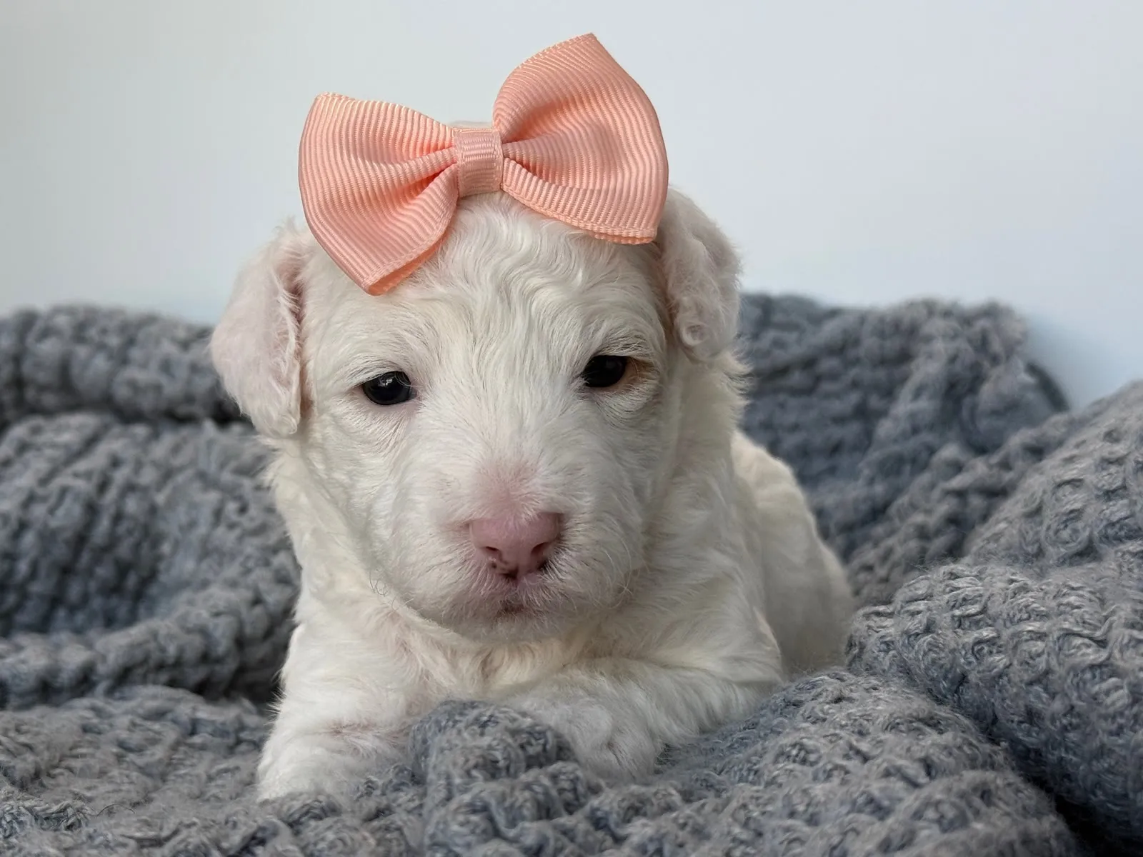 L-Coconut Vanilla, a cream multigen micro Goldendoodle puppy available from Texas Goldendoodle Lovers in Dallas, Texas