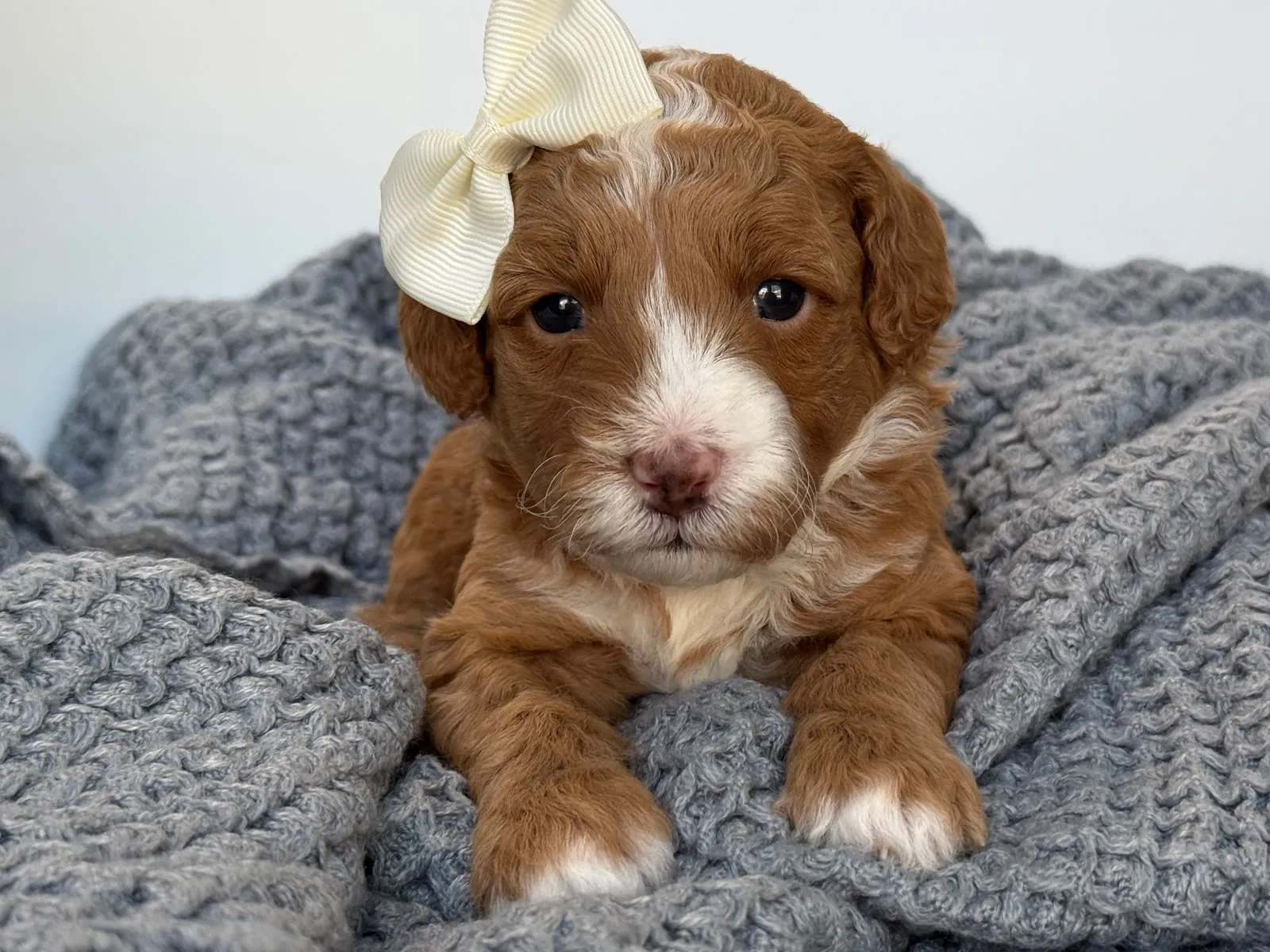 L-Peach Girl, a multigen micro Goldendoodle puppy available from Texas Goldendoodle Lovers in Dallas, Texas