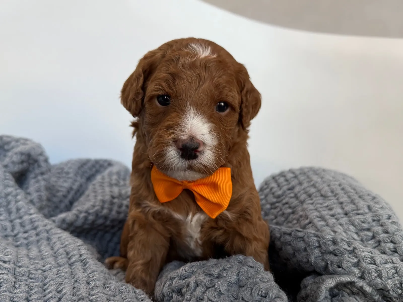 L-Red Boy, a red multigen micro Goldendoodle puppy available from Texas Goldendoodle Lovers in Dallas, Texas