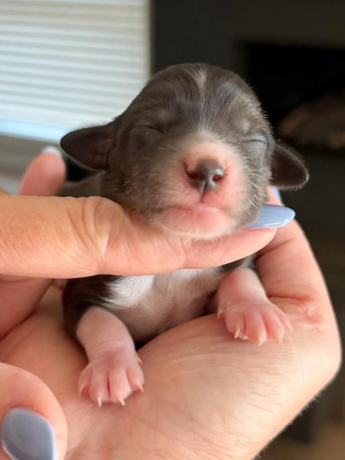 Lacey Blue Boy, a multigen micro Goldendoodle puppy available from Texas Goldendoodle Lovers in Dallas, Texas