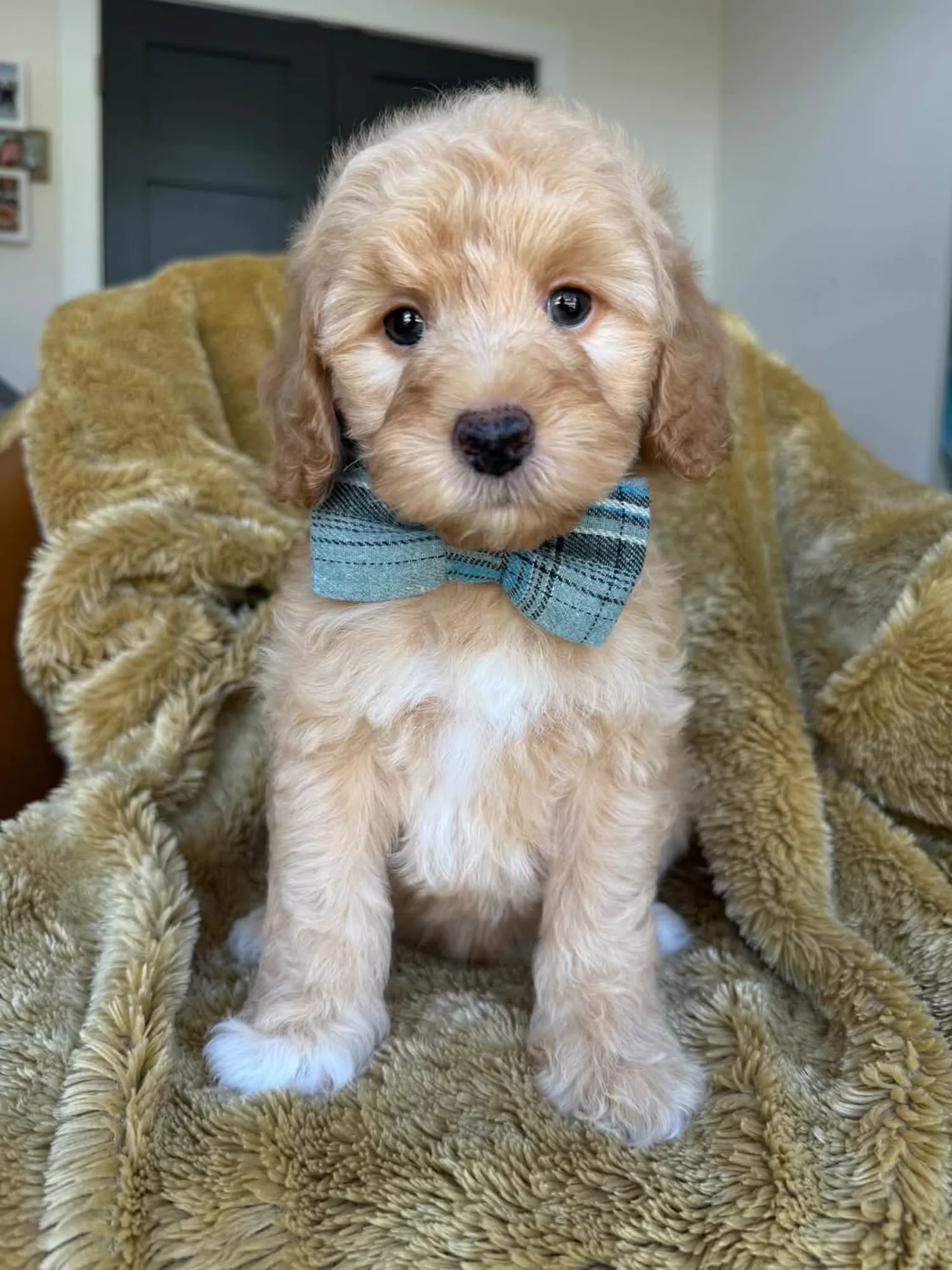A-Blue Boy, an apricot multigen micro Goldendoodle puppy available from Texas Goldendoodle Lovers in Dallas, Texas