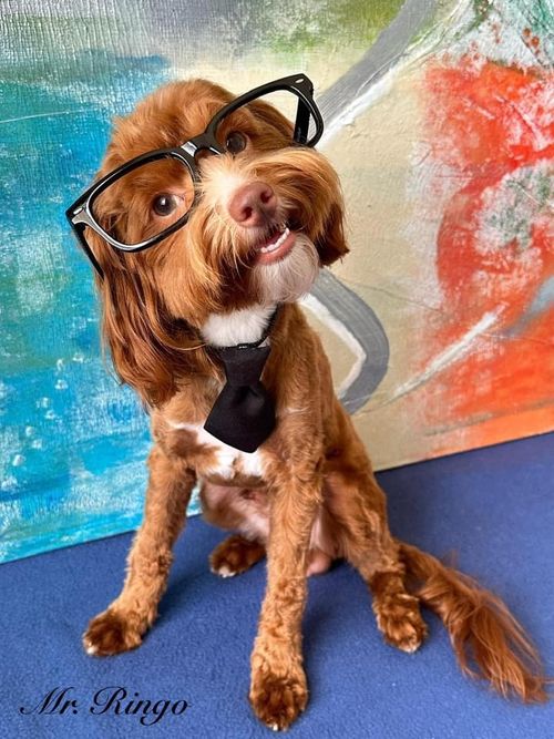 Ringo & Dolly Micro Goldendoodle Litters - Reservations open