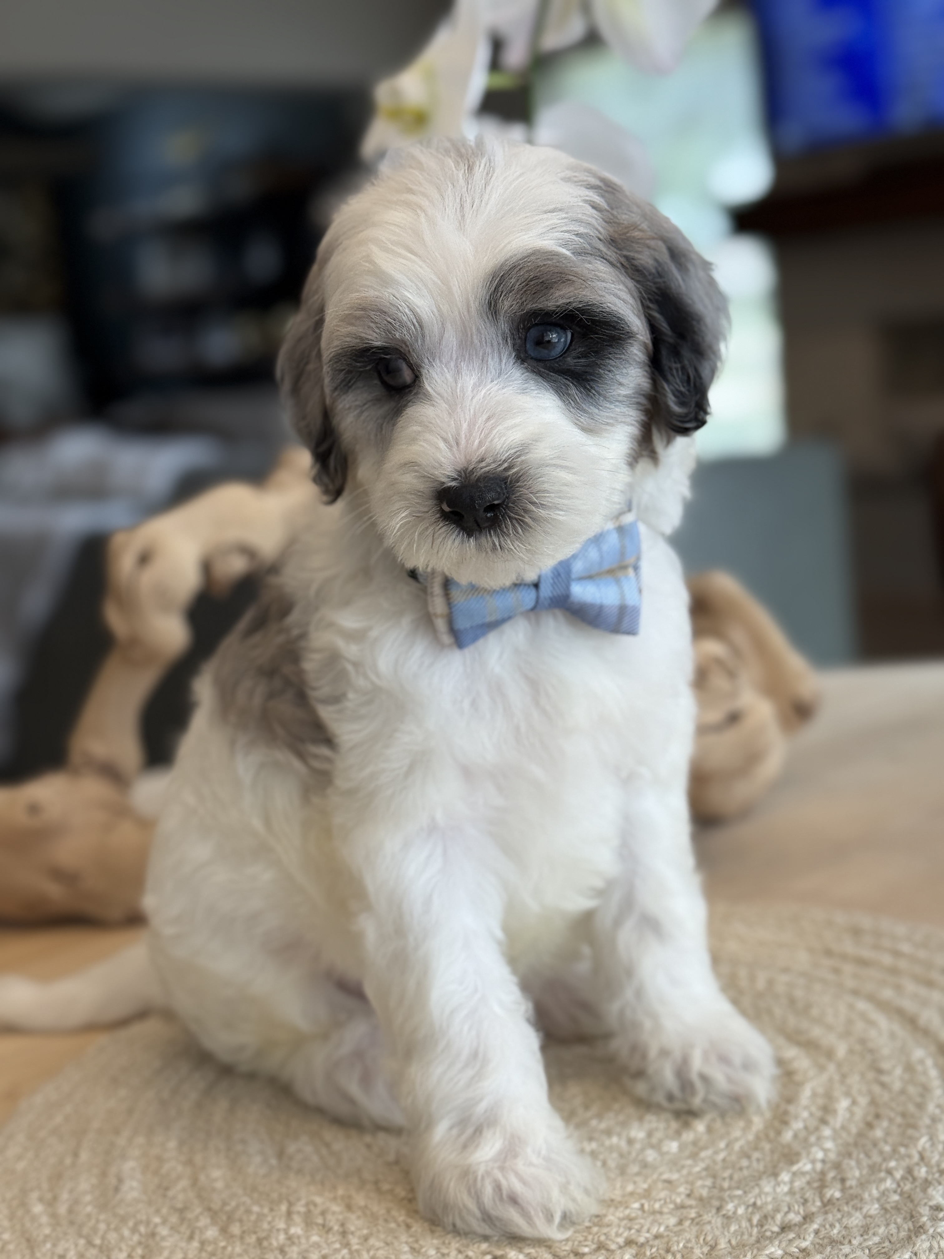 K - Blue Merle Boy
