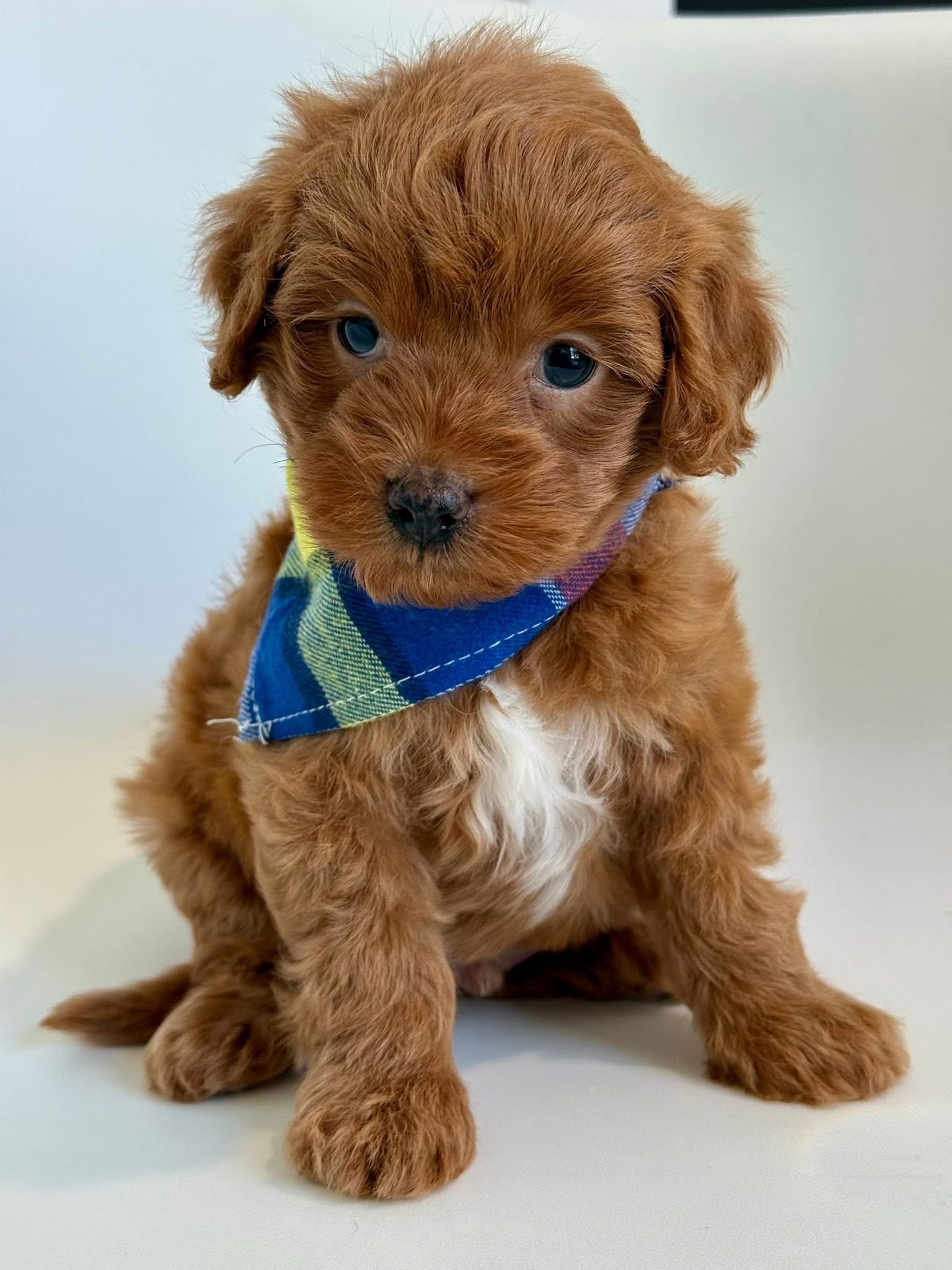Best Dog-Friendly Restaurants in Dallas for You and Your Pup