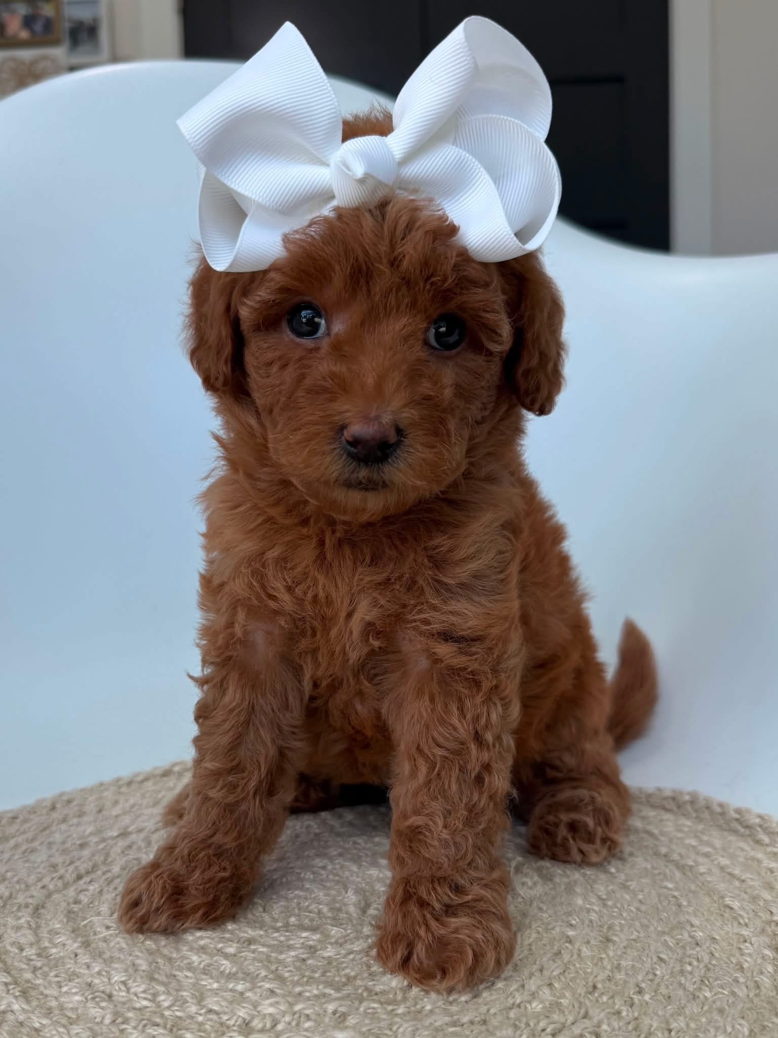 K-Purple Girl, a micro Goldendoodle puppy available from Texas Goldendoodle Lovers in Dallas, Texas