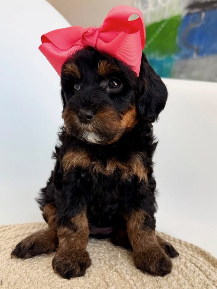 K-Pink Girl, a micro Goldendoodle puppy available from Texas Goldendoodle Lovers in Dallas, Texas