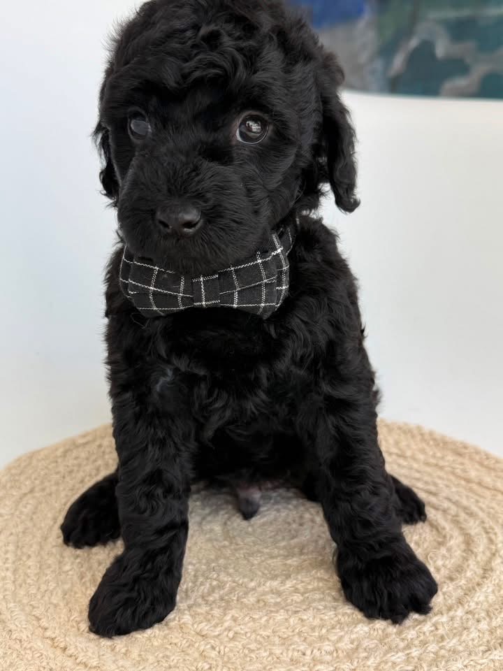 K-Black Boy, a micro Goldendoodle puppy available from Texas Goldendoodle Lovers in Dallas, Texas