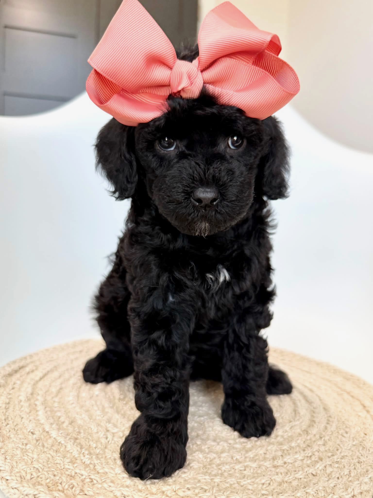 K-Peach Girl, a micro Goldendoodle puppy available from Texas Goldendoodle Lovers in Dallas, Texas