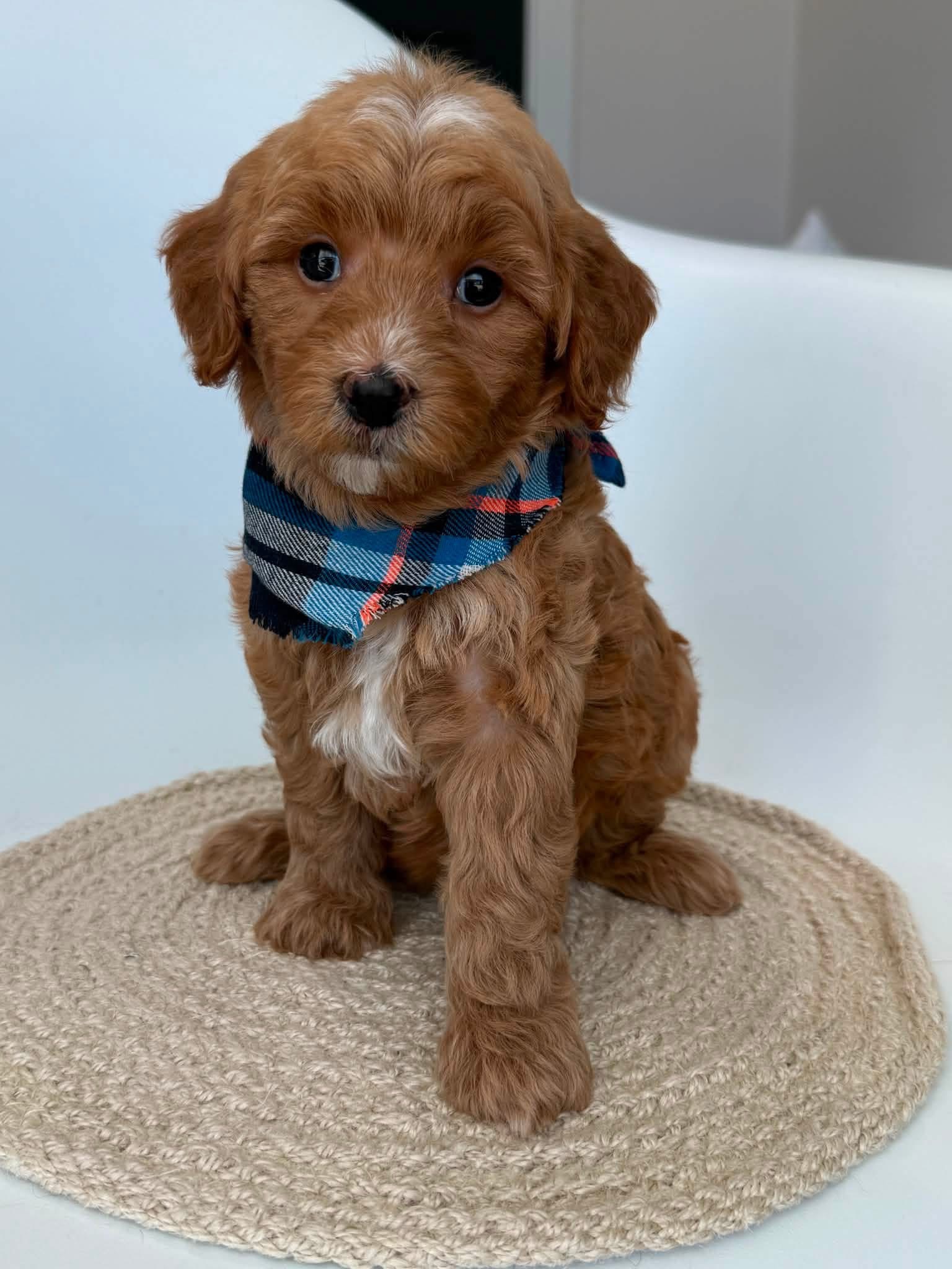 K-Blue Boy, a micro Goldendoodle puppy available from Texas Goldendoodle Lovers in Dallas, Texas