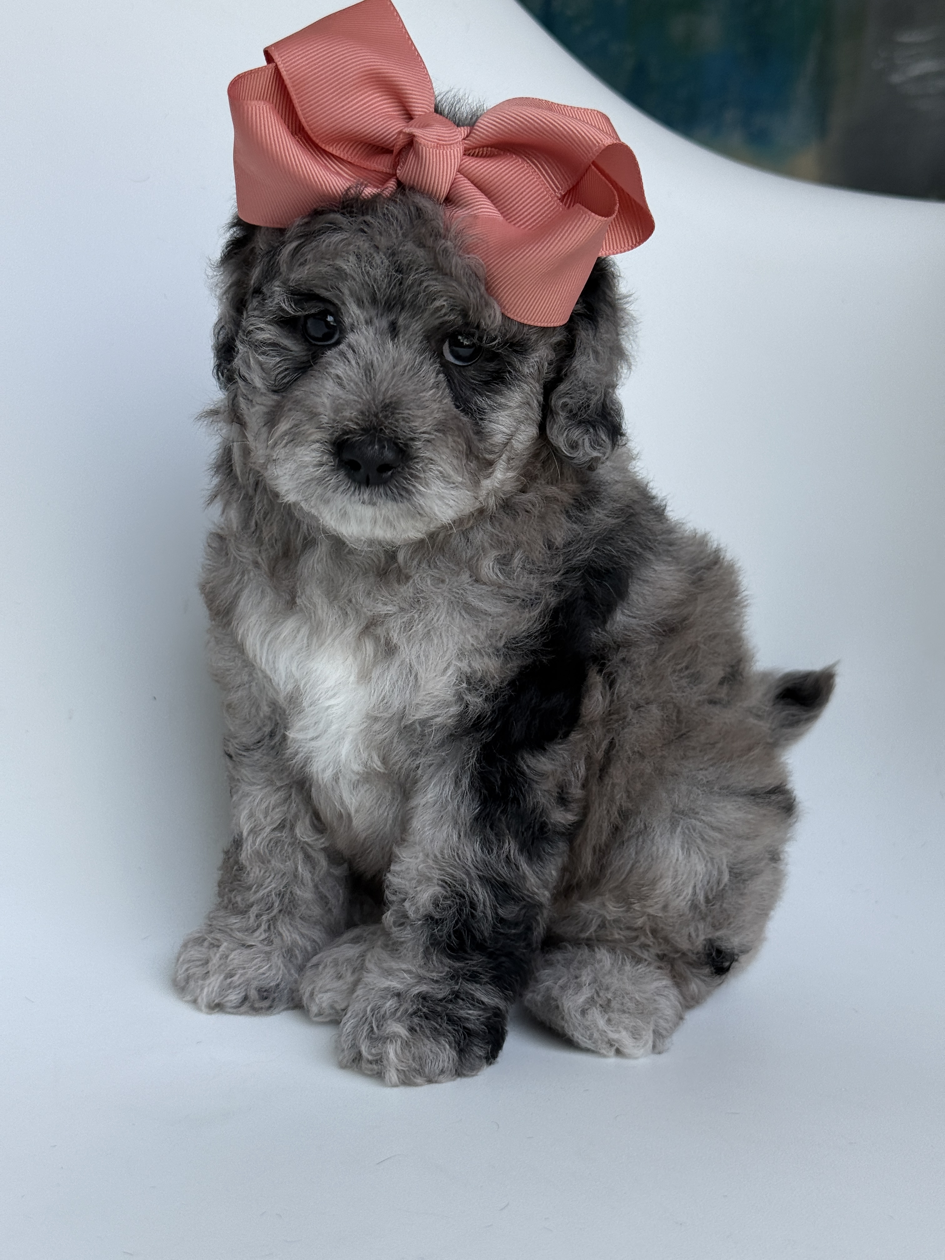G Pink Girl, a micro Goldendoodle puppy available from Texas Goldendoodle Lovers in Dallas, Texas
