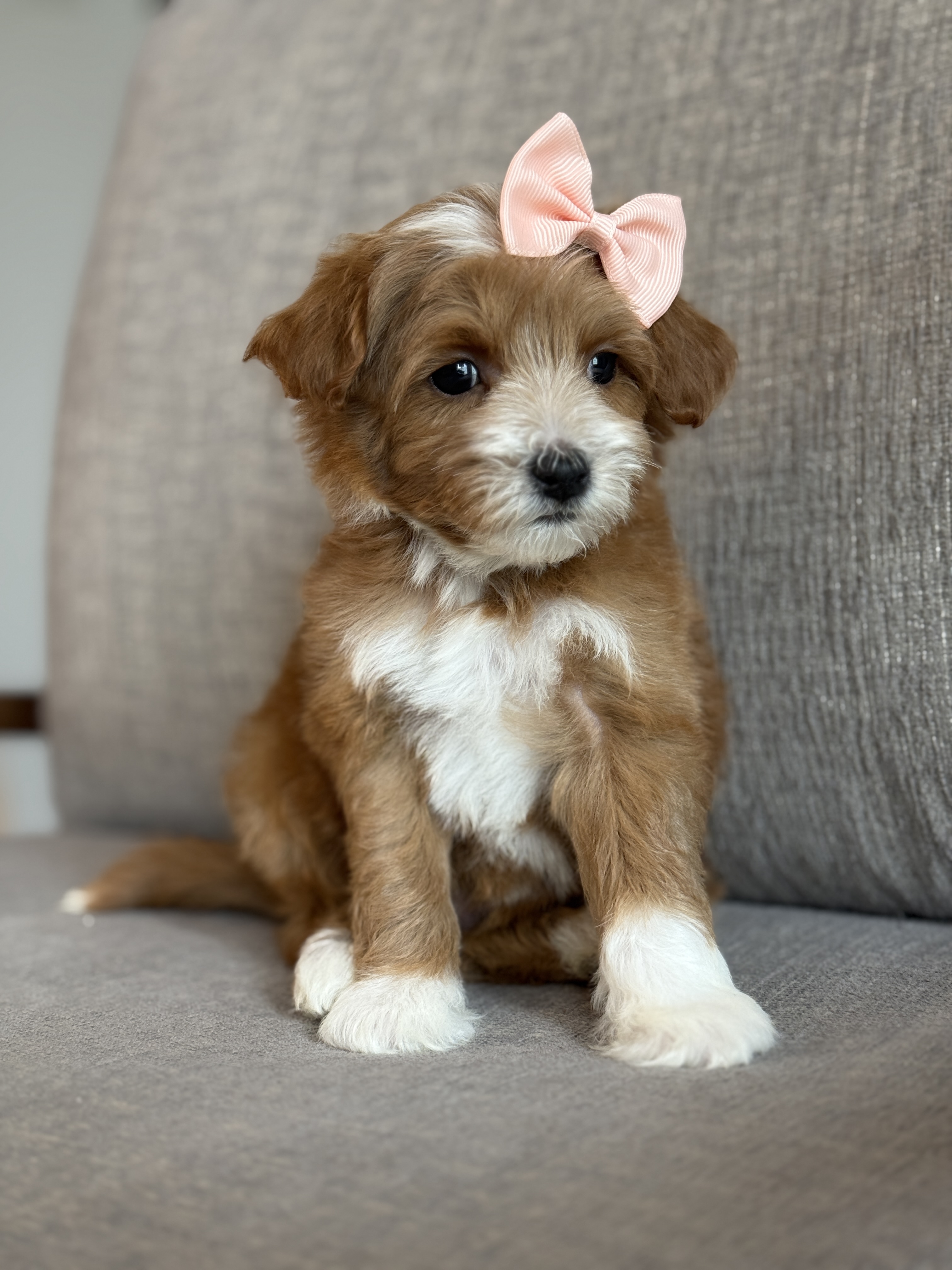 Goldendoodles available for under $1,000