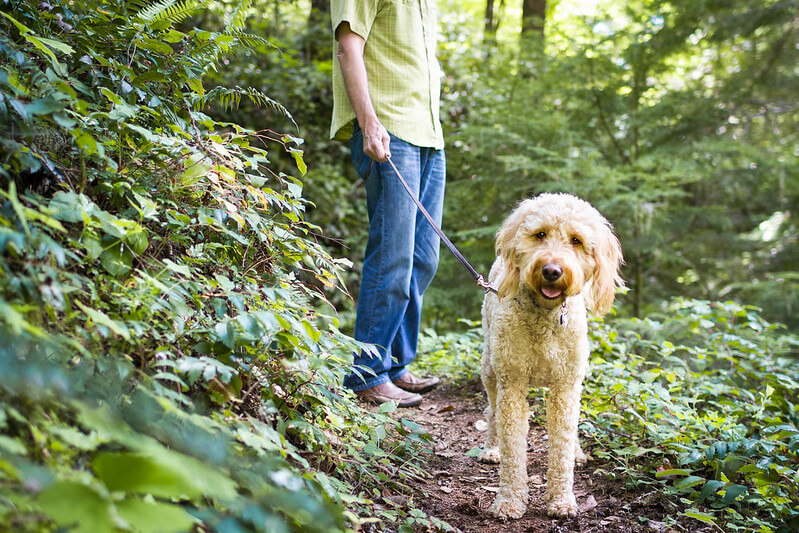 Goldendoodles available for under $1,000