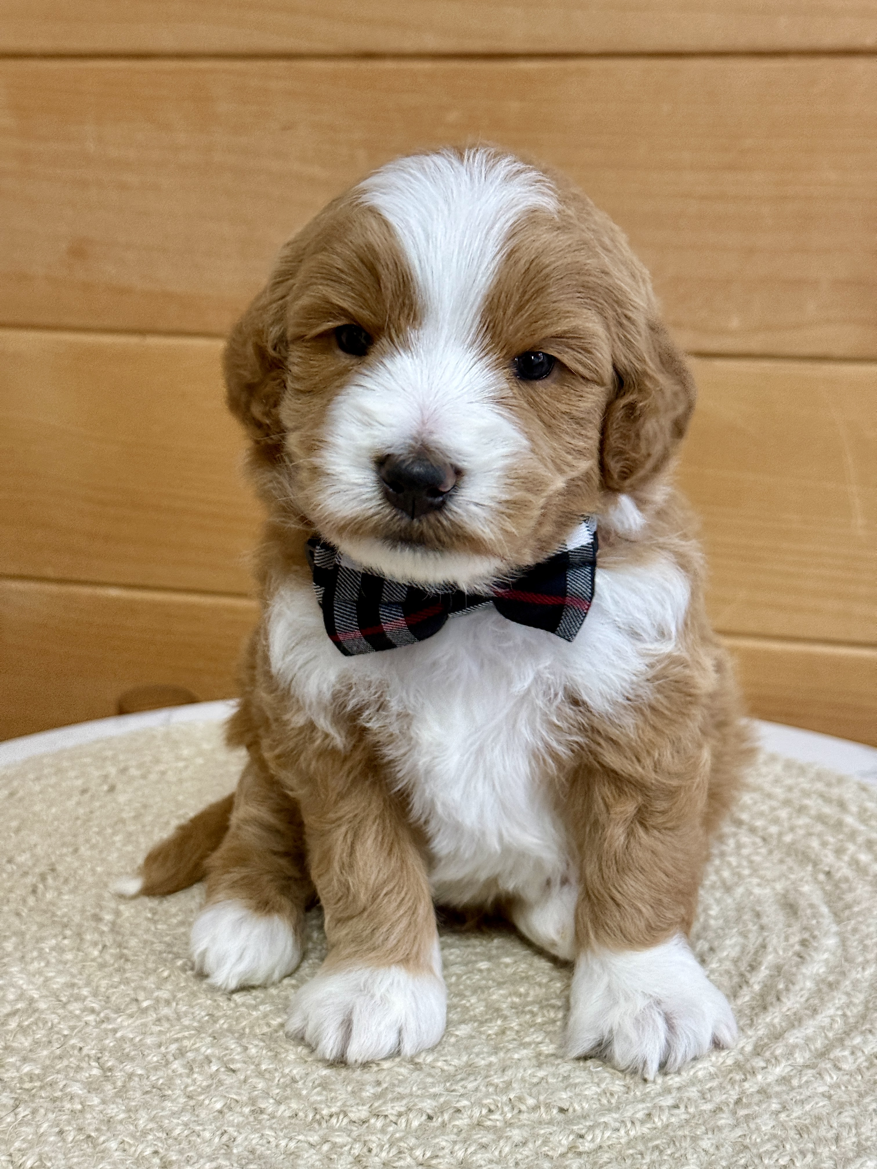 10 Fun and Easy Tricks to Teach Your Goldendoodle Puppy