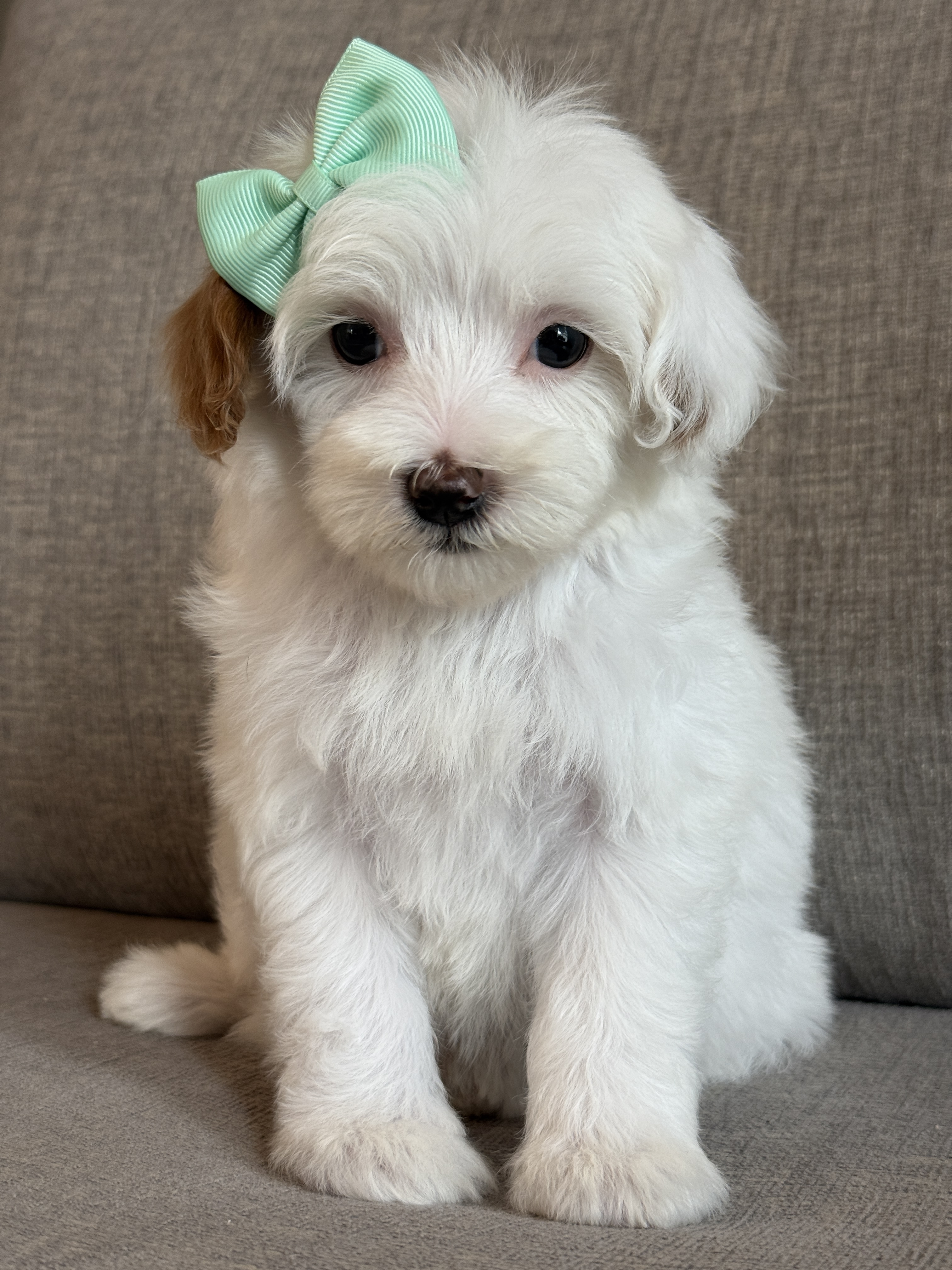 Goldendoodles available for under $1,000