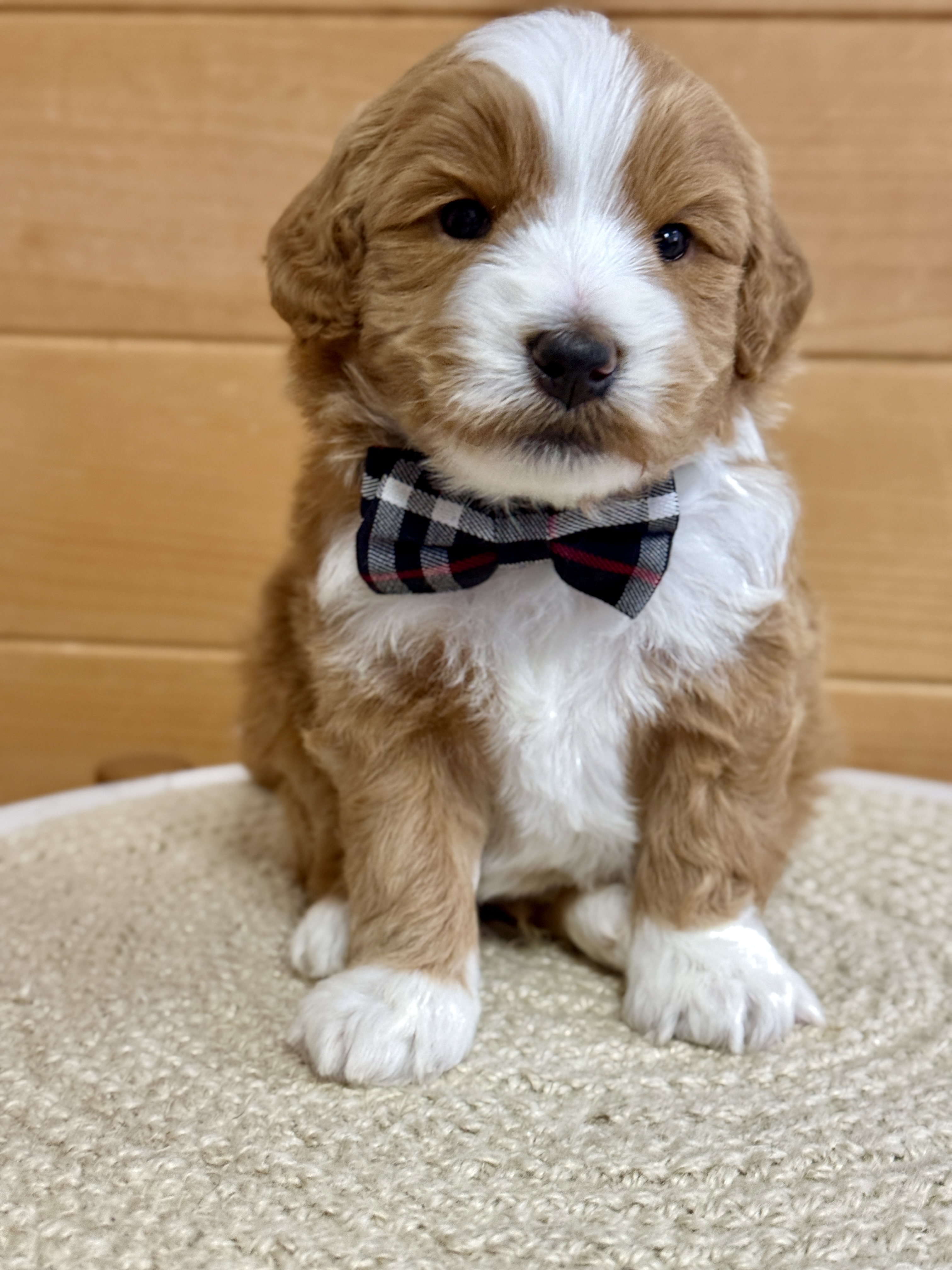 Goldendoodles available for under $1,000