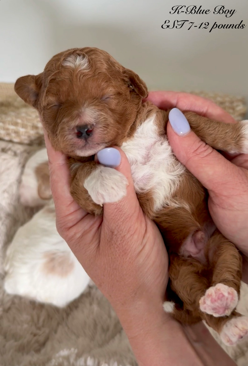 Goldendoodles available for under $1,000