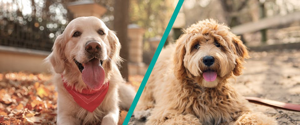 Goldendoodles available for under $1,000