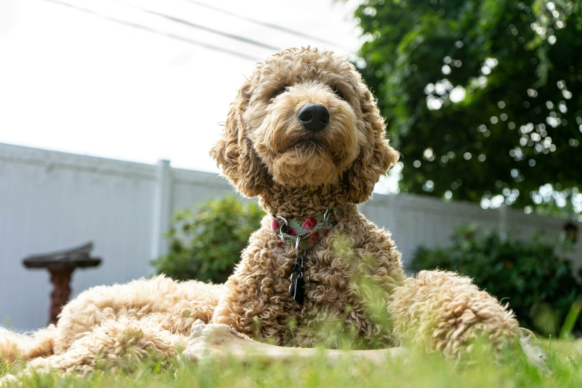 Goldendoodles available for under $1,000