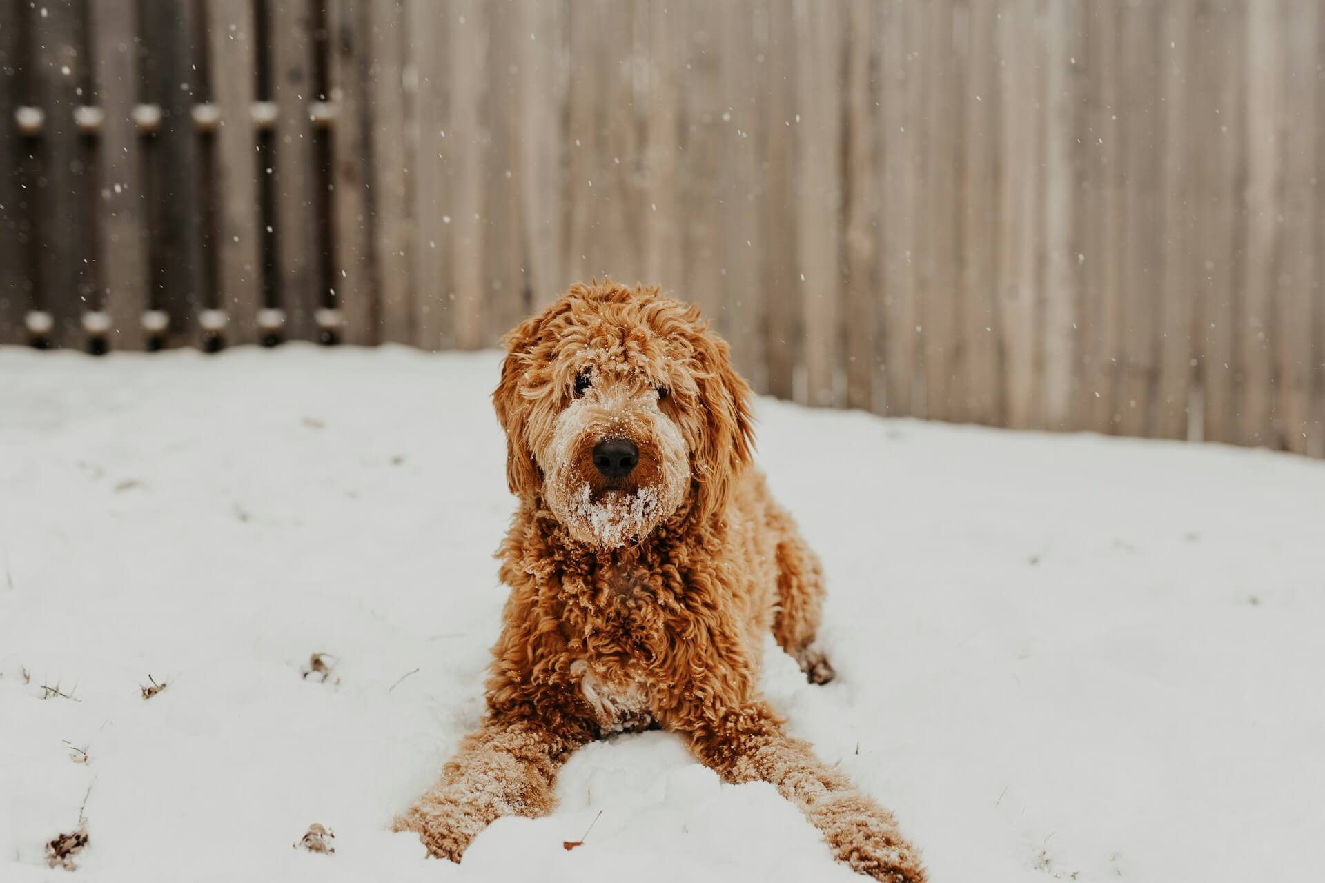 Goldendoodles available for under $1,000