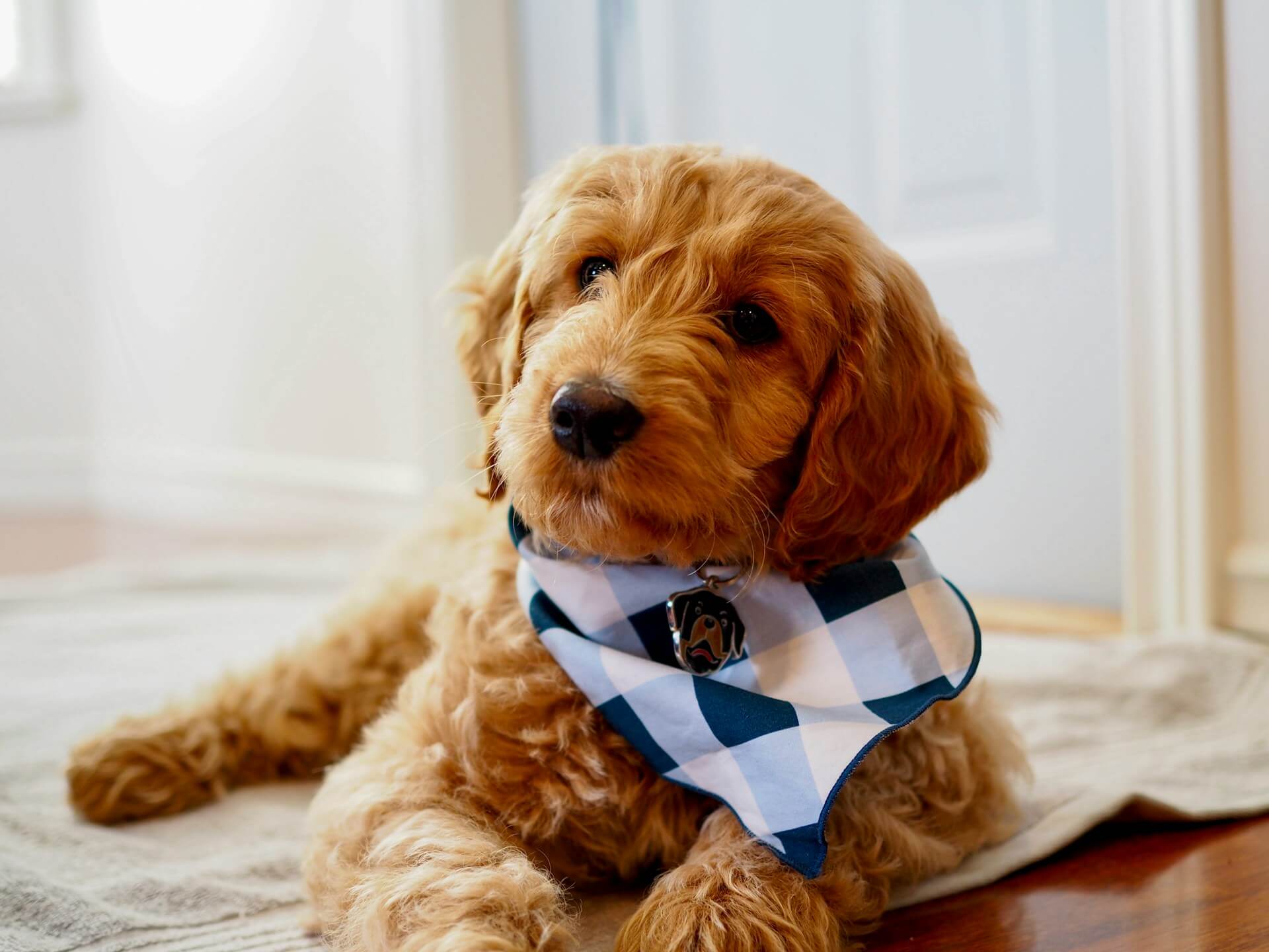 Goldendoodles available for under $1,000
