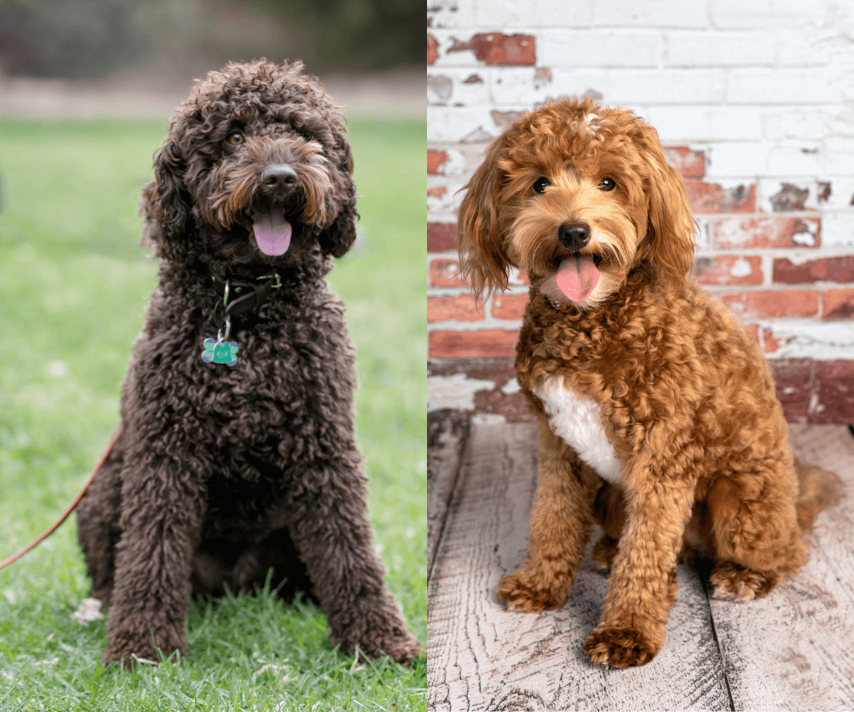 Goldendoodles available for under $1,000