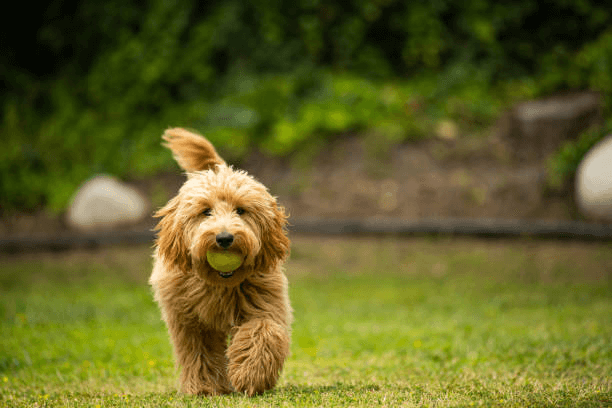 Goldendoodles available for under $1,000