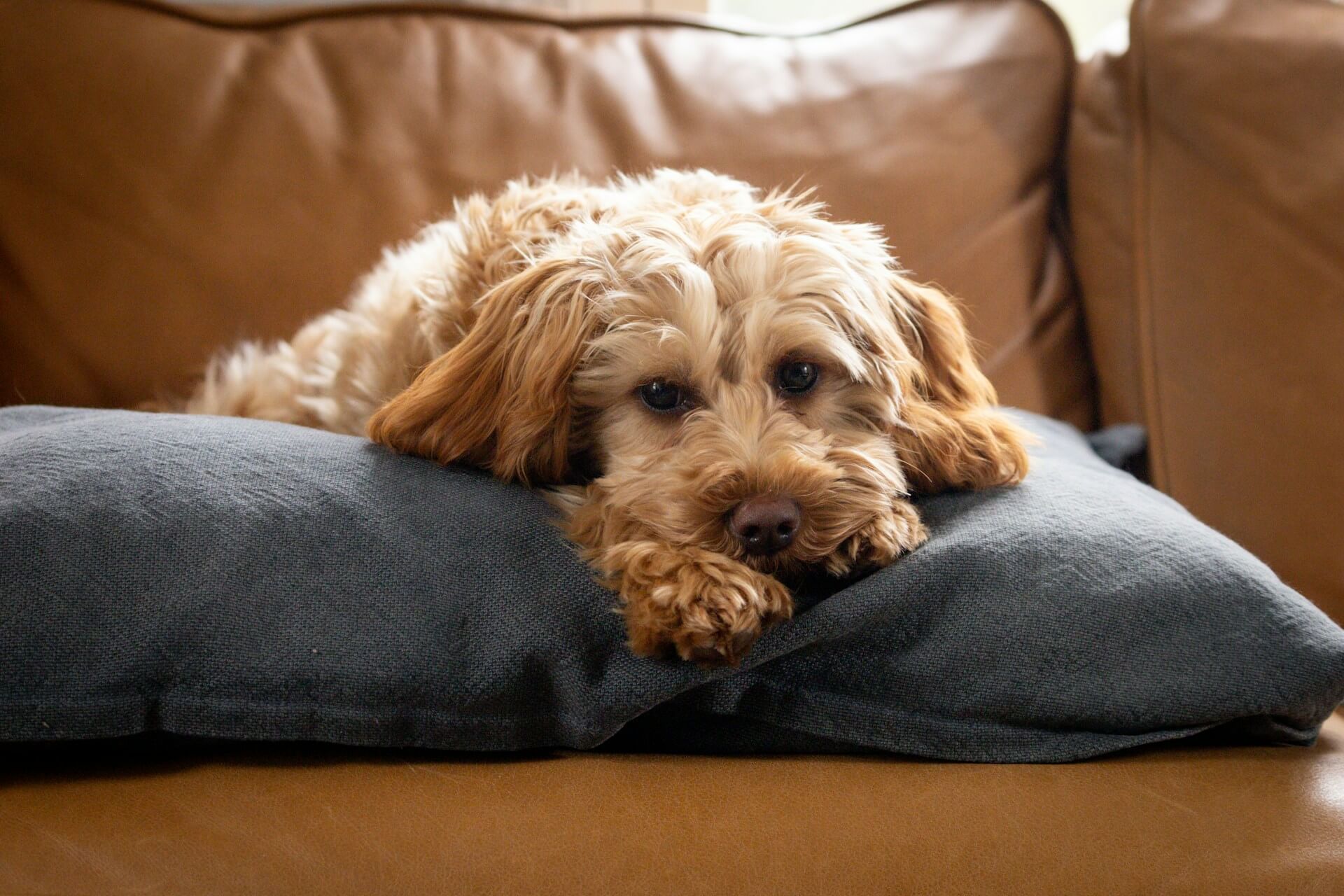 Goldendoodles available for under $1,000