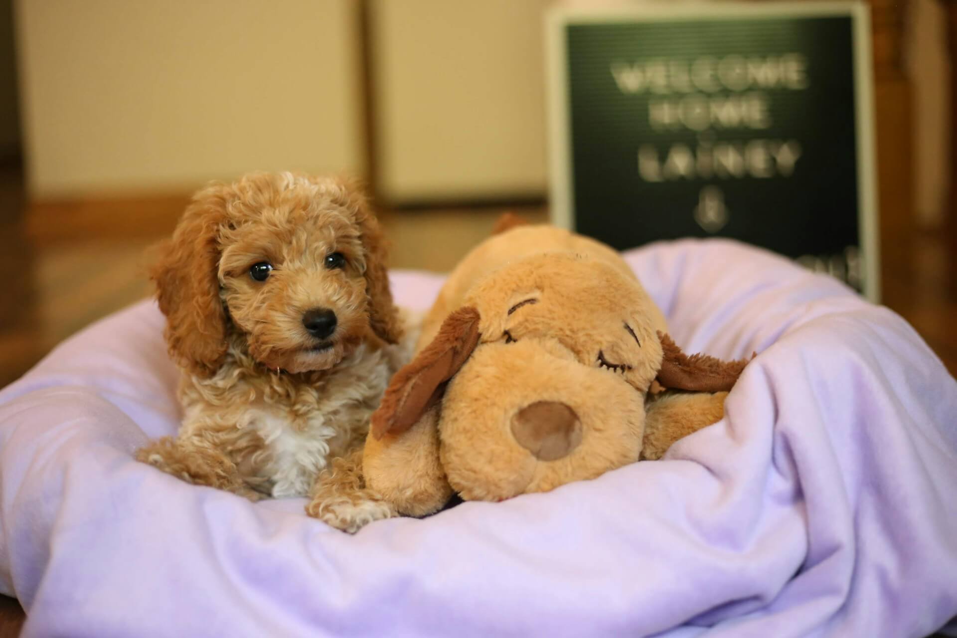 Goldendoodles available for under $1,000