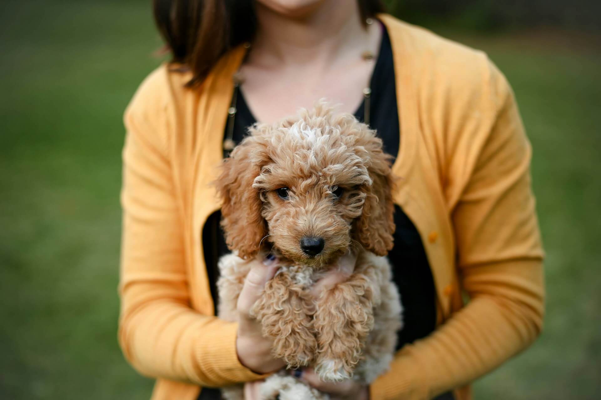 Goldendoodles available for under $1,000