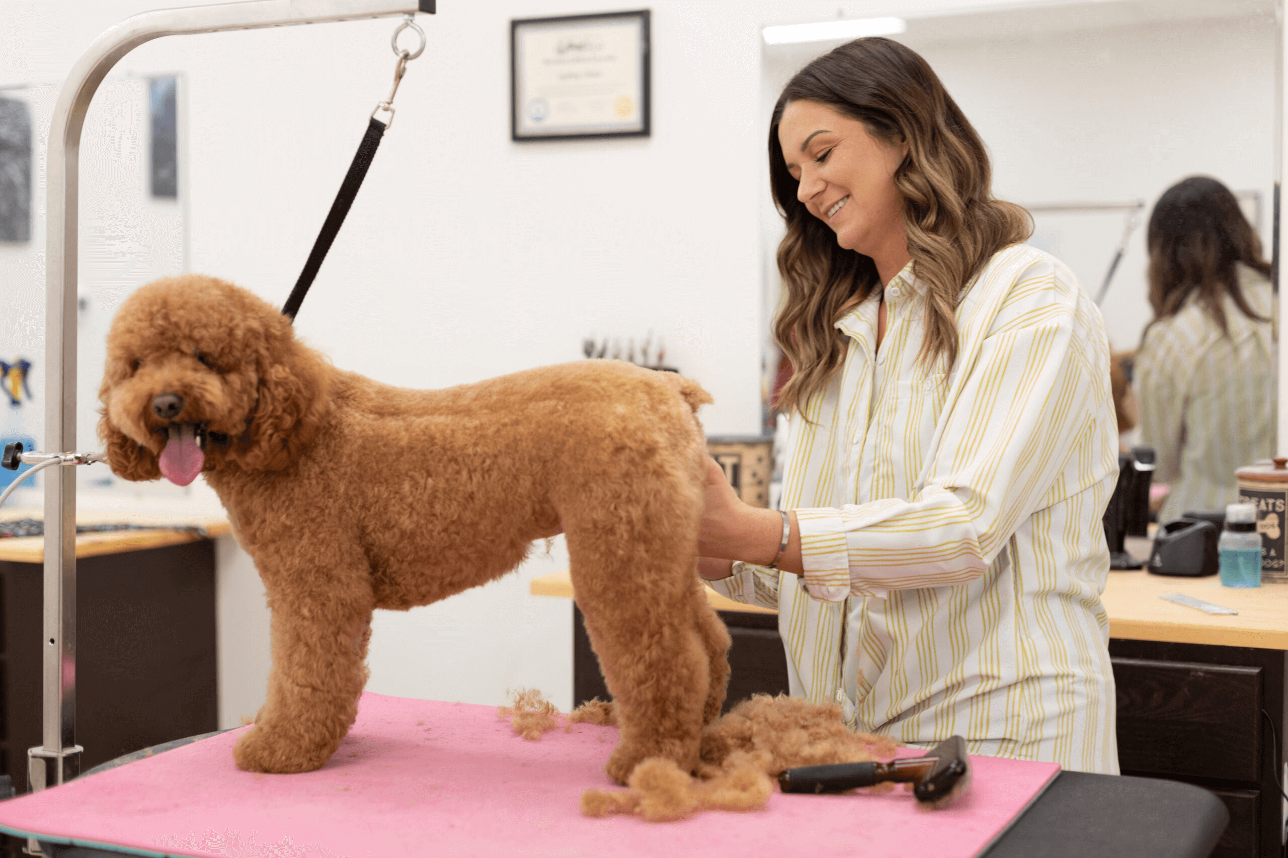 Goldendoodle Puppy Care 101: Feeding, Grooming & Training — Texas Goldendoodle Lovers blog